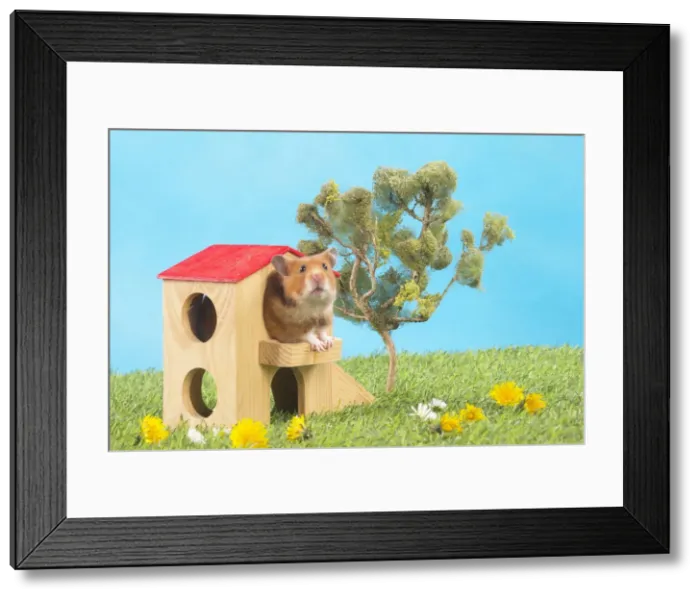Framed Print : Picture No. 12020433 Framed Print : Picture No. 12020433