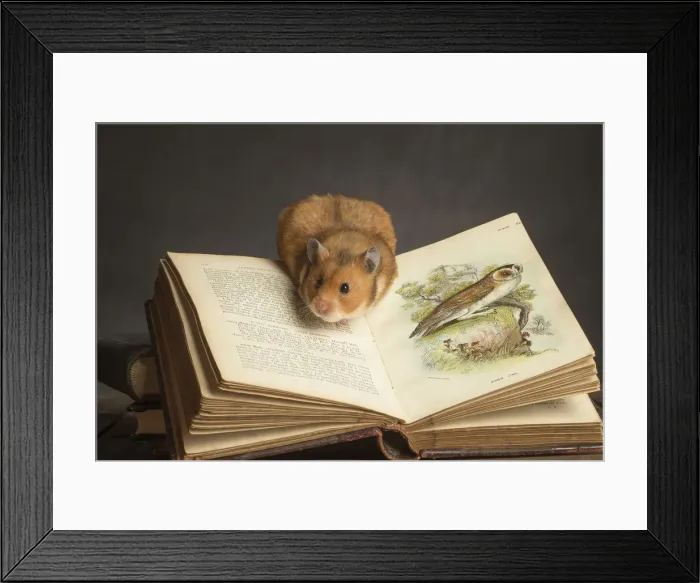 Framed Print : Picture No. 12020435 Framed Print : Picture No. 12020435