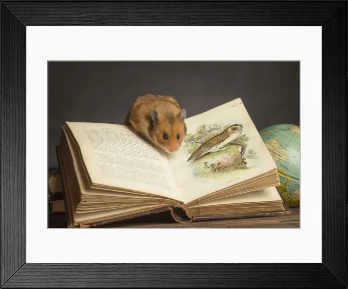 Framed Print : Picture No. 12020436 Framed Print : Picture No. 12020436