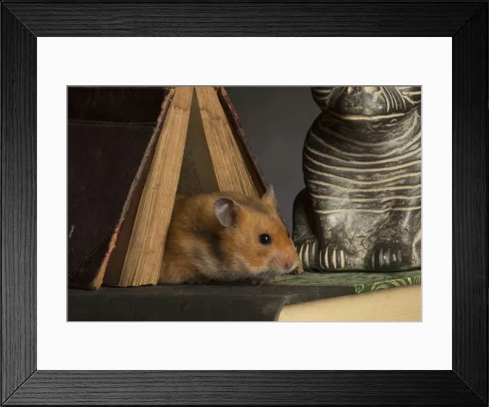 Framed Print : Picture No. 12020438 Framed Print : Picture No. 12020438