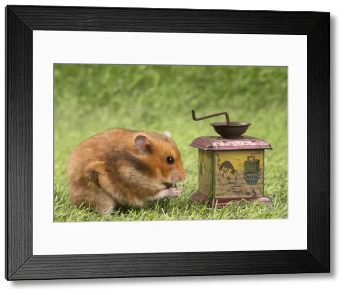 Framed Print : Picture No. 12020441 Framed Print : Picture No. 12020441