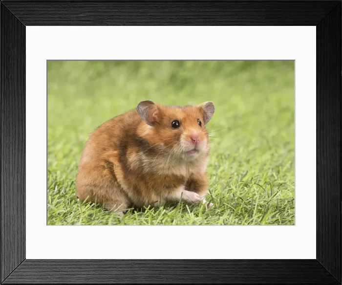 Framed Print : Picture No. 12020442 Framed Print : Picture No. 12020442