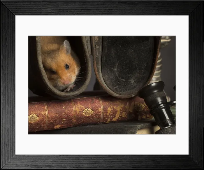 Framed Print : Picture No. 12020445 Framed Print : Picture No. 12020445