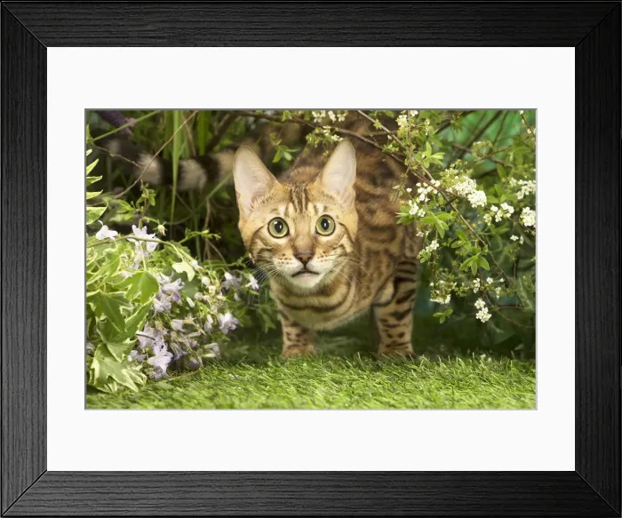 Framed Print : Picture No. 12020446 Framed Print : Picture No. 12020446