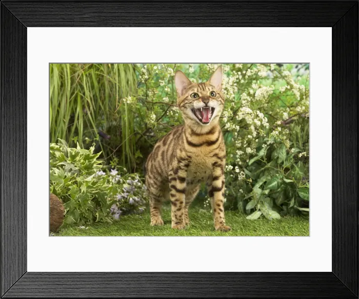 Framed Print : Picture No. 12020447 Framed Print : Picture No. 12020447
