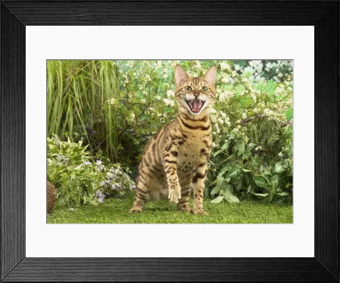 Framed Print : Picture No. 12020448 Framed Print : Picture No. 12020448