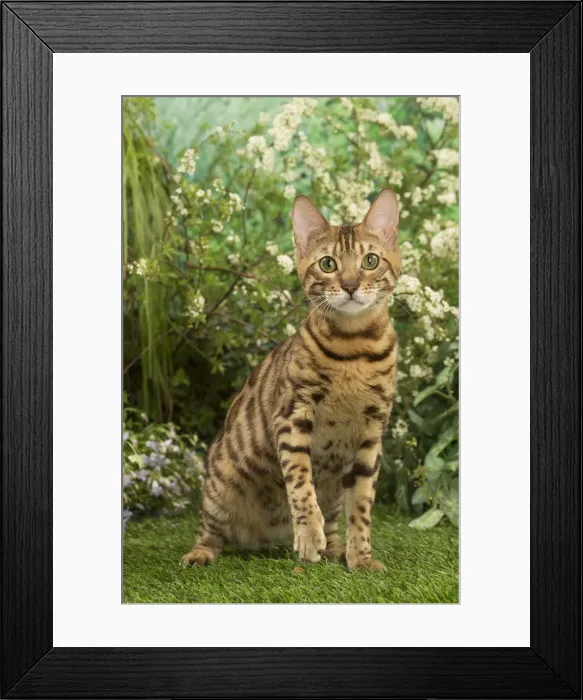 Framed Print : Picture No. 12020449 Framed Print : Picture No. 12020449