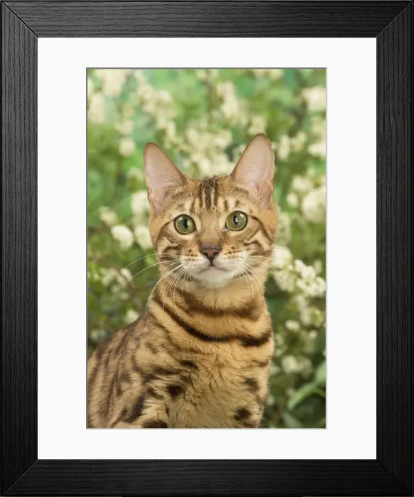 Framed Print : Picture No. 12020450 Framed Print : Picture No. 12020450