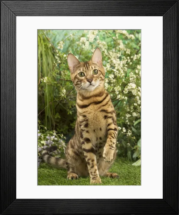 Framed Print : Picture No. 12020451 Framed Print : Picture No. 12020451
