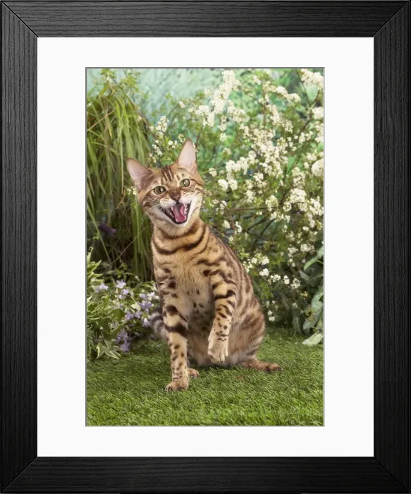 Framed Print : Picture No. 12020452 Framed Print : Picture No. 12020452