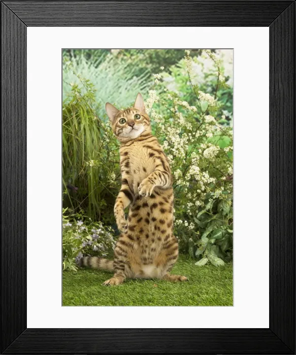 Framed Print : Picture No. 12020453 Framed Print : Picture No. 12020453