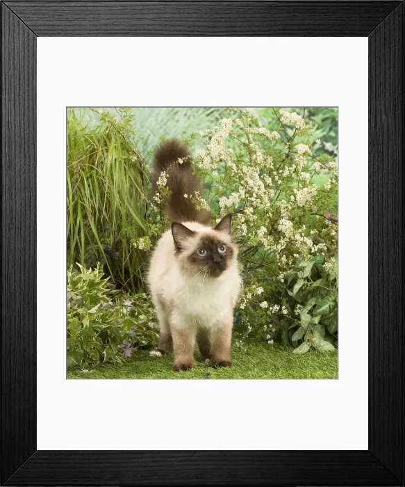 Framed Print : Picture No. 12020454 Framed Print : Picture No. 12020454