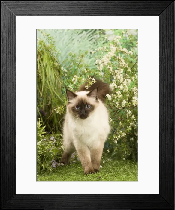Framed Print : Picture No. 12020455 Framed Print : Picture No. 12020455