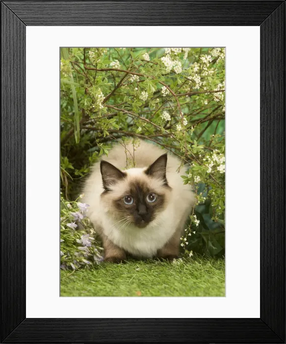 Framed Print : Picture No. 12020456 Framed Print : Picture No. 12020456