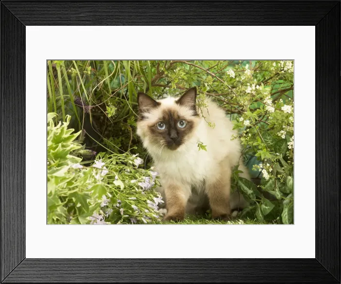 Framed Print : Picture No. 12020457 Framed Print : Picture No. 12020457