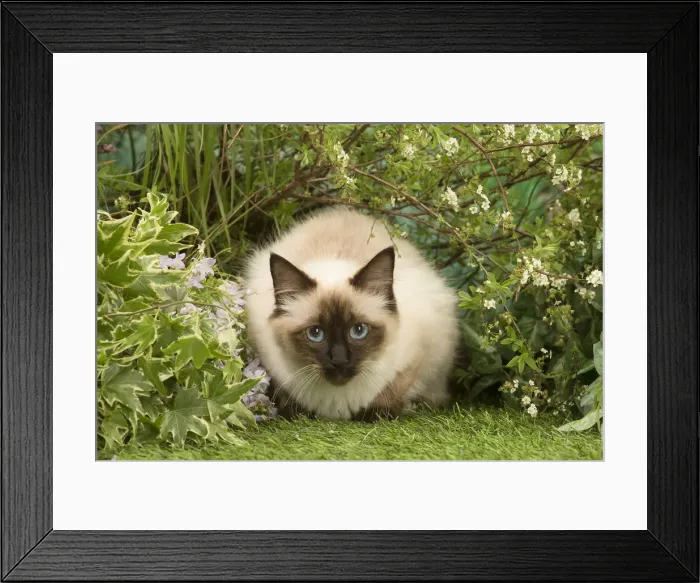 Framed Print : Picture No. 12020458 Framed Print : Picture No. 12020458