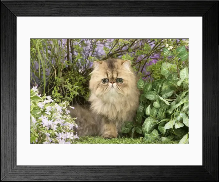 Framed Print : Picture No. 12020459 Framed Print : Picture No. 12020459