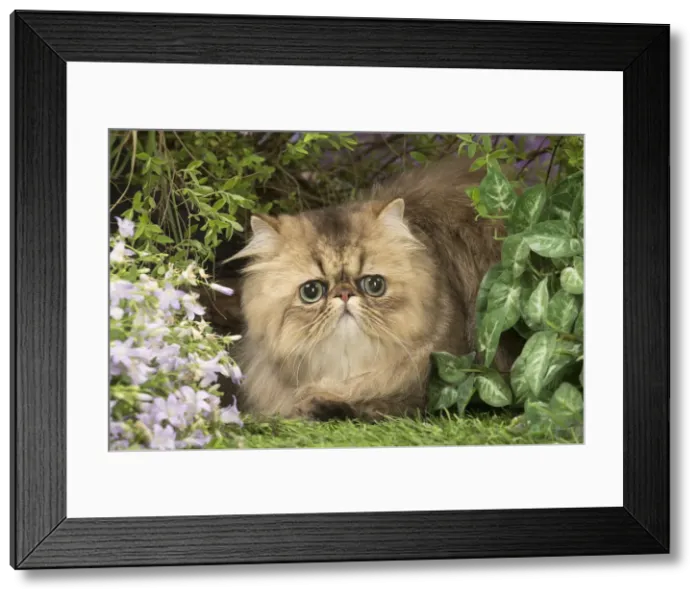 Framed Print : Picture No. 12020461 Framed Print : Picture No. 12020461