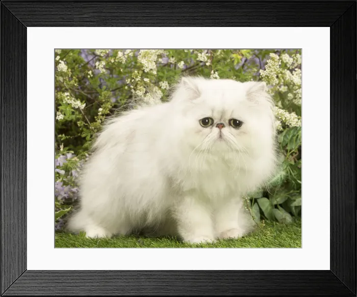 Framed Print : Picture No. 12020462 Framed Print : Picture No. 12020462