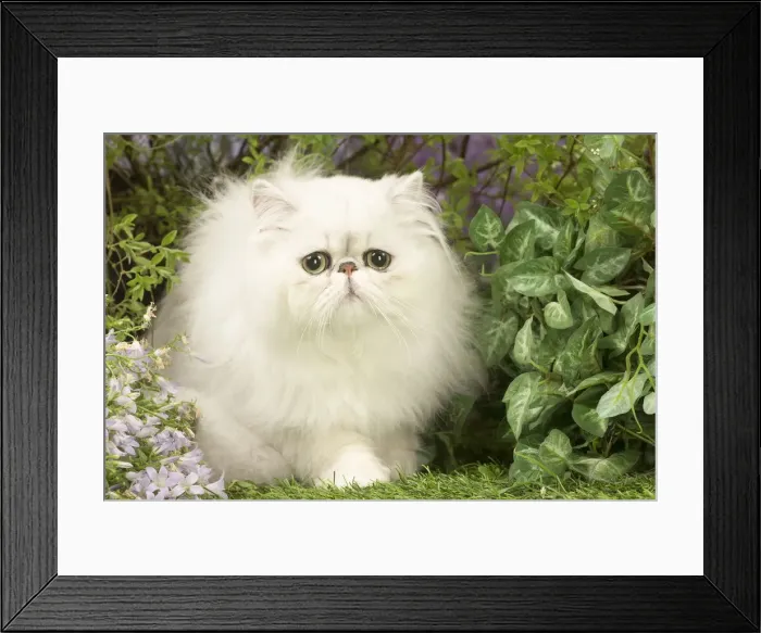 Framed Print : Picture No. 12020463 Framed Print : Picture No. 12020463