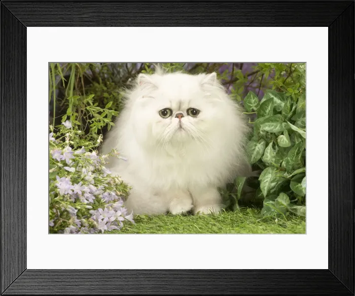 Framed Print : Picture No. 12020464