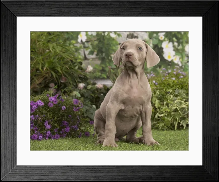 Framed Print : Picture No. 12020467 Framed Print : Picture No. 12020467