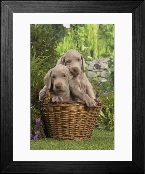 Framed Print : Picture No. 12020468 Framed Print : Picture No. 12020468