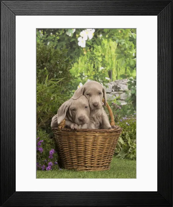 Framed Print : Picture No. 12020469 Framed Print : Picture No. 12020469