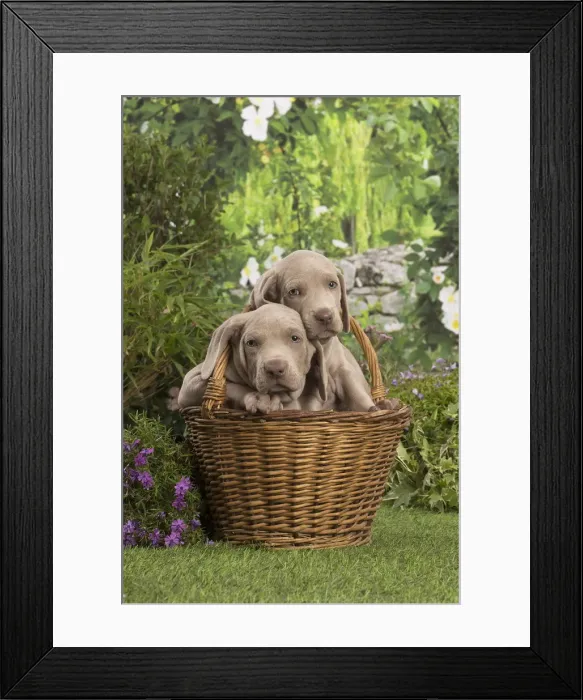 Framed Print : Picture No. 12020470 Framed Print : Picture No. 12020470
