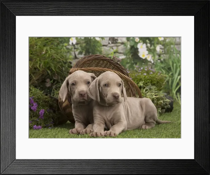Framed Print : Picture No. 12020471 Framed Print : Picture No. 12020471