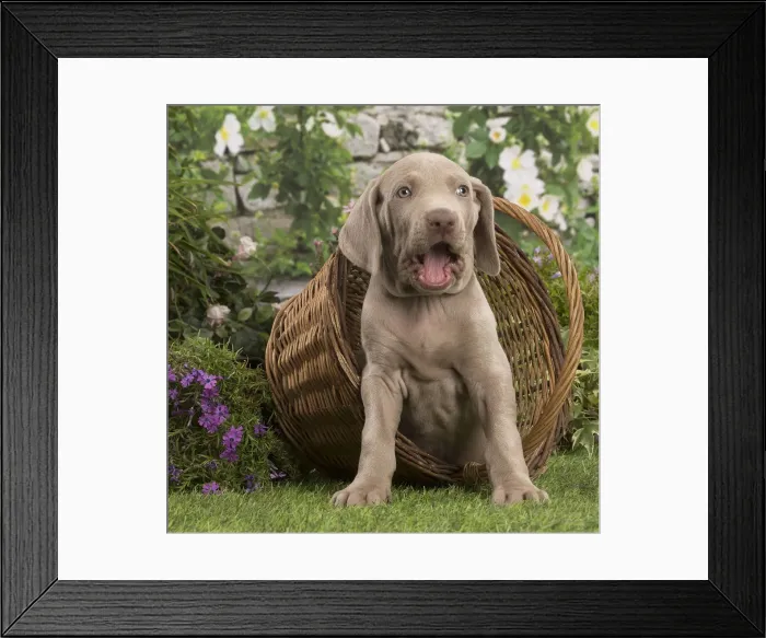 Framed Print : Picture No. 12020472 Framed Print : Picture No. 12020472