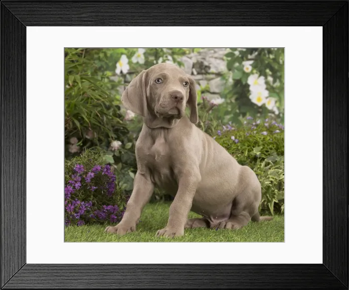 Framed Print : Picture No. 12020473 Framed Print : Picture No. 12020473