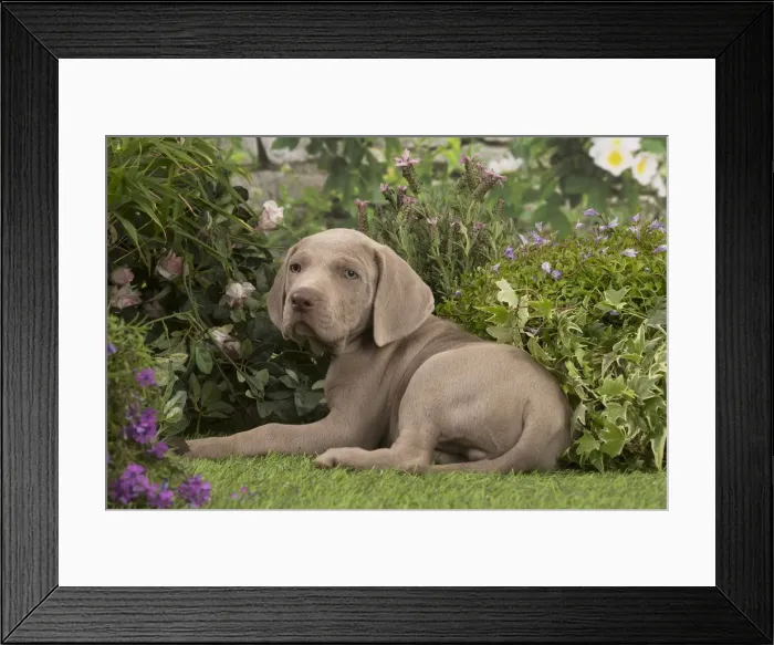 Framed Print : Picture No. 12020474 Framed Print : Picture No. 12020474