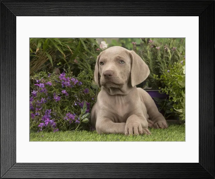 Framed Print : Picture No. 12020475 Framed Print : Picture No. 12020475