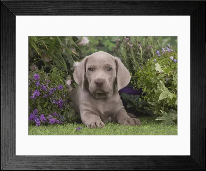 Framed Print : Picture No. 12020476 Framed Print : Picture No. 12020476