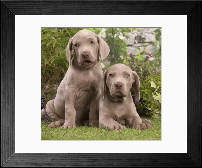 Framed Print : Picture No. 12020478 Framed Print : Picture No. 12020478