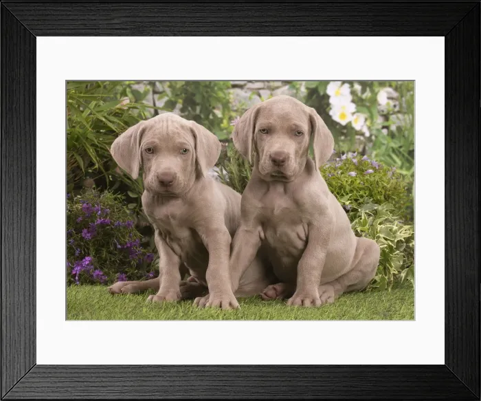 Framed Print : Picture No. 12020479 Framed Print : Picture No. 12020479