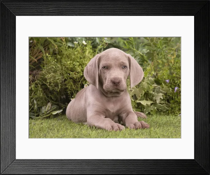Framed Print : Picture No. 12020480 Framed Print : Picture No. 12020480