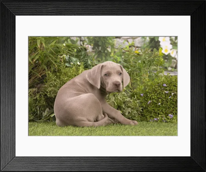 Framed Print : Picture No. 12020481 Framed Print : Picture No. 12020481
