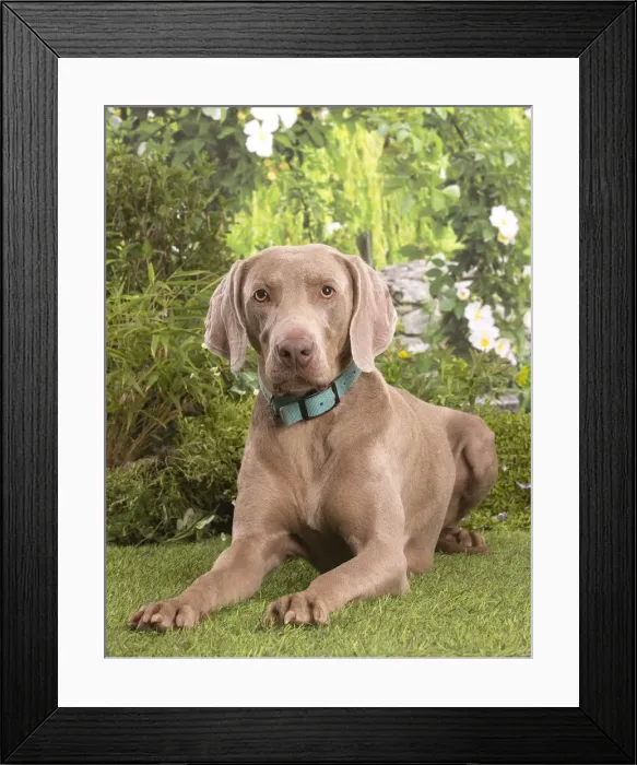Framed Print : Picture No. 12020482 Framed Print : Picture No. 12020482