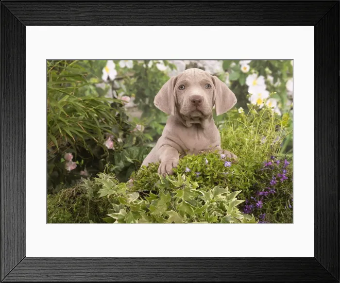 Framed Print : Picture No. 12020483 Framed Print : Picture No. 12020483