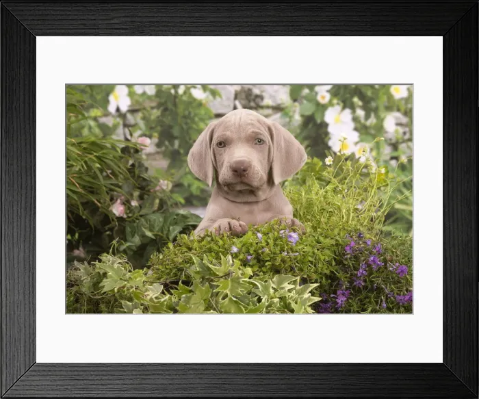 Framed Print : Picture No. 12020484 Framed Print : Picture No. 12020484