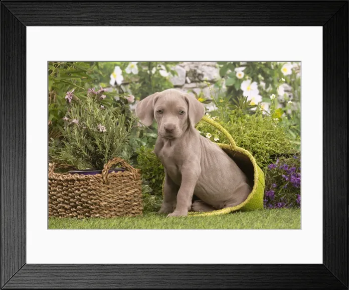 Framed Print : Picture No. 12020485 Framed Print : Picture No. 12020485