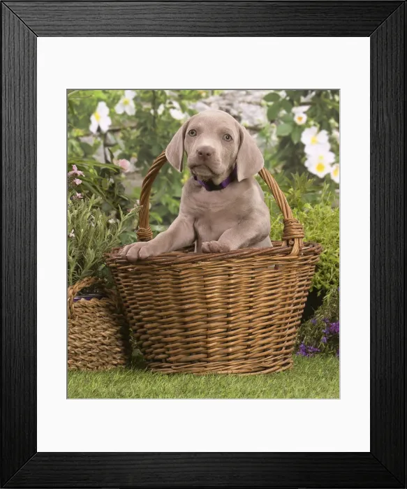 Framed Print : Picture No. 12020486 Framed Print : Picture No. 12020486