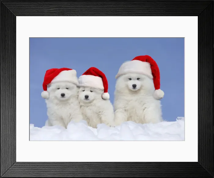 Framed Print : Picture No. 12020826 Framed Print : Picture No. 12020826