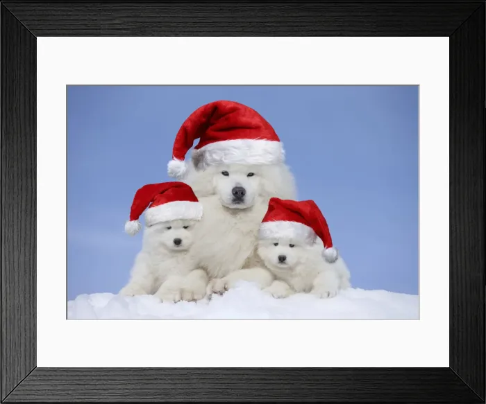 Framed Print : Picture No. 12020827 Framed Print : Picture No. 12020827