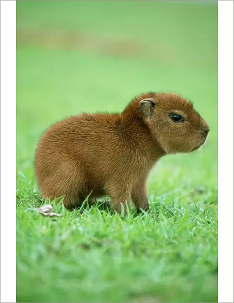 Capybara WAT 5887 Young Hydrochaeris © M. Watson  /  ARDEA LONDON