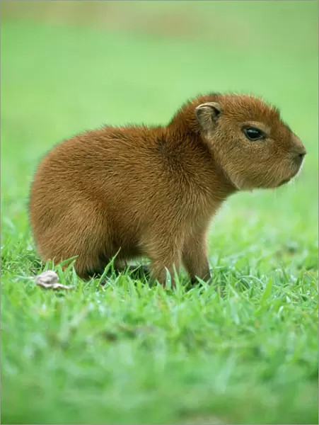 Capybara WAT 5887 Young Hydrochaeris © M. Watson  /  ARDEA LONDON