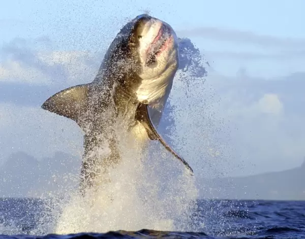 Great White Shark - Breaching