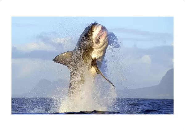 Great White Shark - Breaching
